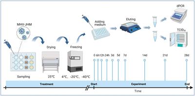 The survival of murine hepatitis virus (a surrogate of SARS-CoV-2) on conventional packaging materials under cold chain conditions